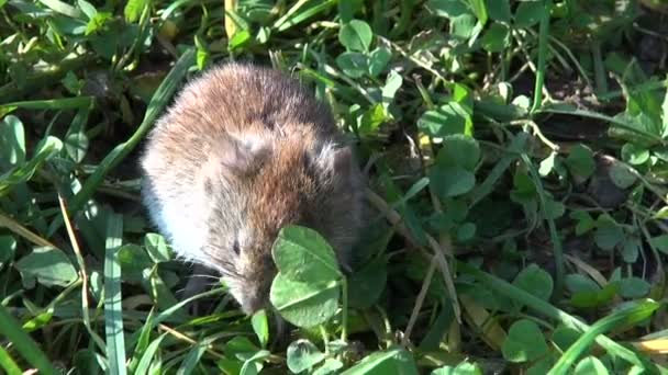 Uferwühlmaus auf sonniger Wiese — Stockvideo