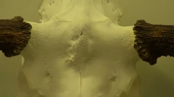 狩猟のトロフィー、頭蓋骨と博物館の角 — ストック動画