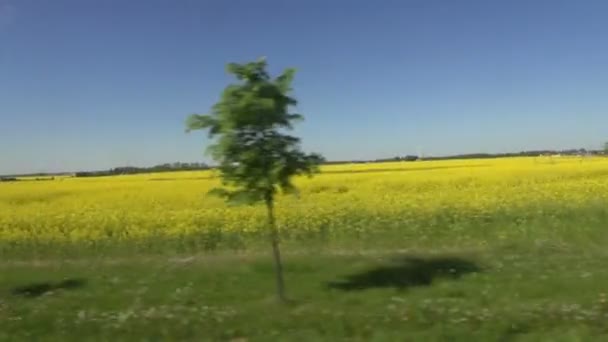 Солнечные цветущие поля через движущееся окно автомобиля — стоковое видео