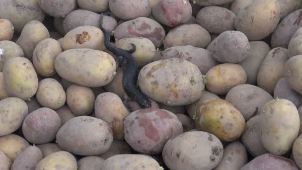 Triturus cristatus rastejando sobre batatas na adega — Vídeo de Stock