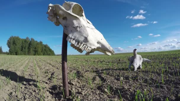 Pferde- und Kuhschädel auf einem Feld mit Weizenkeimen im Herbst. Zeitraffer 4k — Stockvideo