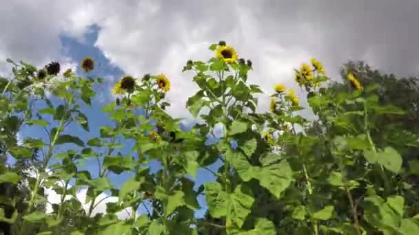 Summer end sunflowers in garden and wind. Timelapse 4K — Stockvideo