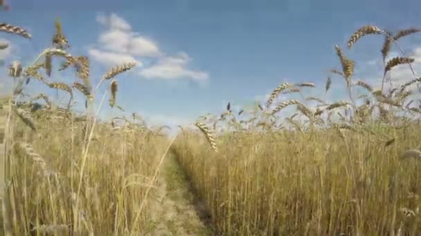 农田与成熟的麦穗在风中。游戏中时光倒流 4 k — 图库视频影像