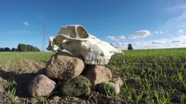 At kafatası kafatası taş alanındaki. Bellek kavramı, timelapse 4k