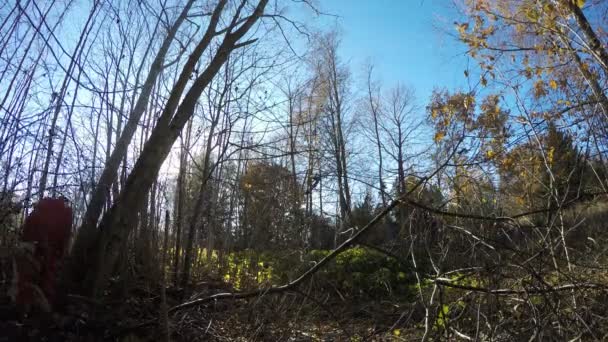 Trabajador en arbusto forestal cortar el aliso para la leña. Timelapse 4K — Vídeo de stock