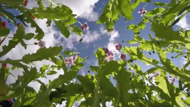 在风中的花园和天空云层运动的朵朵罂粟。游戏中时光倒流 4 k — 图库视频影像