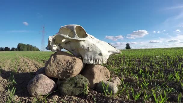 Cráneo de caballo en piedras en el campo. Concepto de memoria, timelapse 4k — Vídeos de Stock