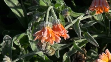 Calendula Frost ile kaplı
