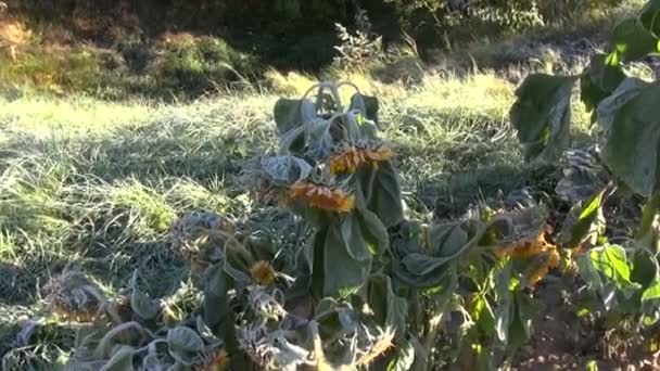 Girasol cubierto de escarcha en la mañana soleada — Vídeo de stock