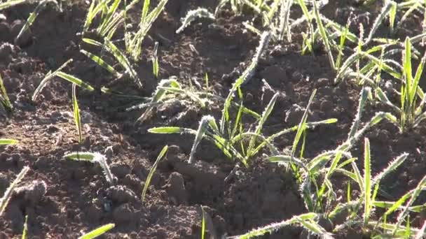 Ледяная пшеница осенью — стоковое видео
