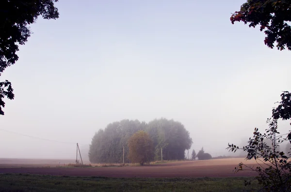 Vroege ochtend in mistige rurale landschap — Stockfoto