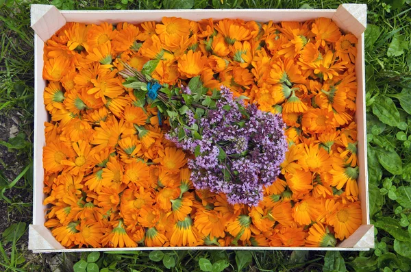 Calendula kadife çiçeği çiçekleri kutusunda origanum ile — Stok fotoğraf