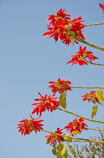 Güneşli günde çiçekli kırmızı Atatürk çiçeği çalı — Stok fotoğraf