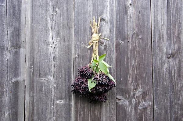 Paquete de bayas de Sambucus nigra Imágenes de stock libres de derechos