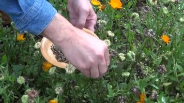 Bahçıvan herbalist sonbaharda al calendula kadife çiçeği tohumu