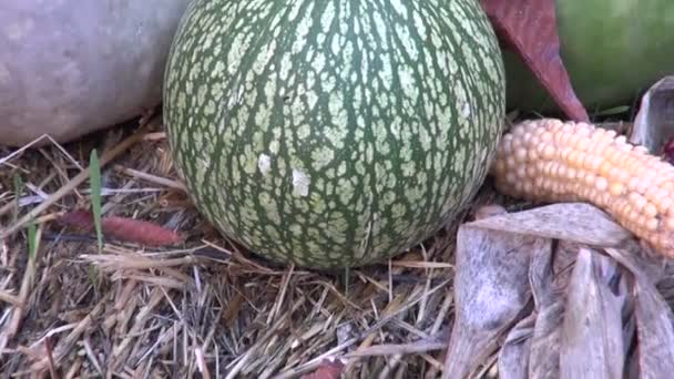Плоды и овощи осеннего сбора на соломе в саду — стоковое видео