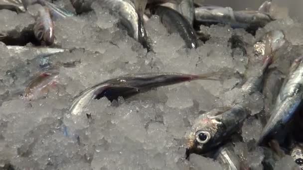 Свежая рыба и кальмар на рынке в пластиковой коробке — стоковое видео
