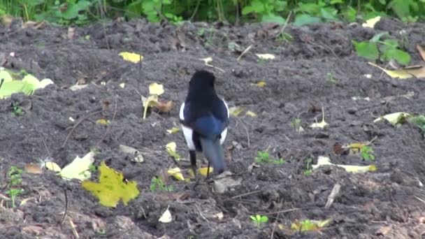 European Magpie (Pica pica) in autumn farm garden — Stock Video