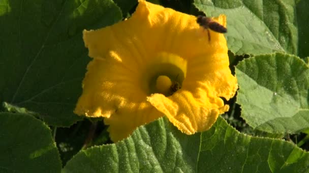 Ape miele in bellissimo fiore di zucca — Video Stock