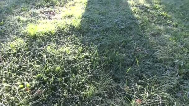 Eerste vorst op tuin gras in de ochtend en bijenkorven groep — Stockvideo