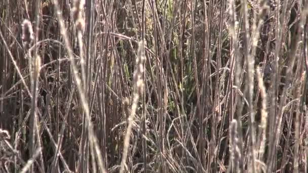 Primera helada de otoño en la hierba del prado silvestre en otoño — Vídeo de stock