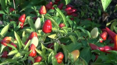 Sebze bahçe büyüyen chili biber bitki