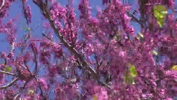 Ramos de árvore de floração rosa acenando no vento — Vídeo de Stock