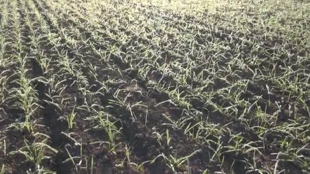 Field of winter crop wheat green sprouts with hoarfrost — Stock Video