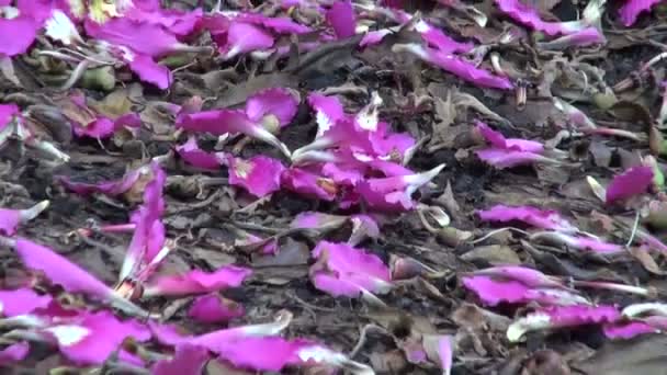 Blütenblätter auf dem Boden des rosafarbenen Seidenbaums (ceiba speciosa)) — Stockvideo