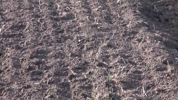 Suelo arcilloso de granja recién arado y carretera rural — Vídeo de stock