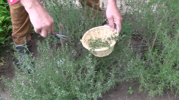 Мужчина садовник травоядный собирает свежую еду в плетеной корзине — стоковое видео