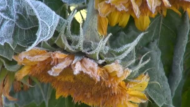 Solros växt täckt med frost på solig morgon — Stockvideo