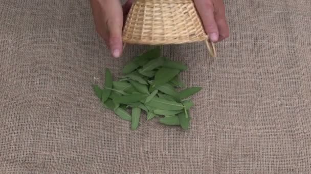 Jardinero herbolario preparándose para secar hierbas salvia fresca sobre material de lino — Vídeo de stock