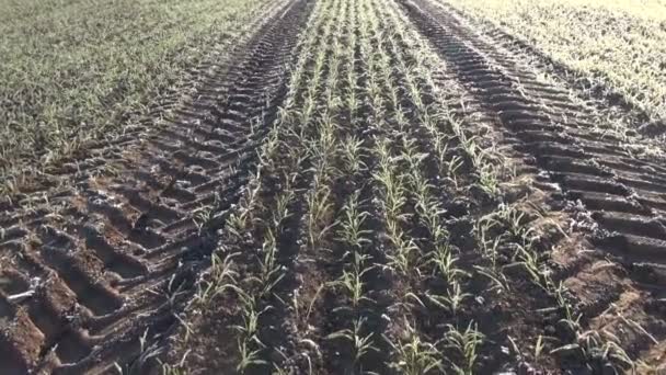 Мороз осенью покрыл молодую пшеницу — стоковое видео