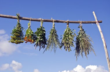 Bundles of fresh medical herbs hanged to dry on  wooden stick clipart