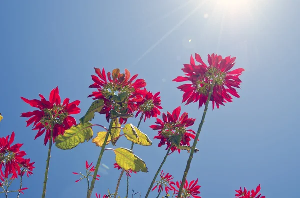 Wild bloeiende pointsettia uit onder op zonnige dag — Stockfoto