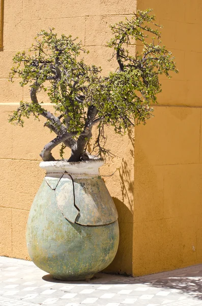 Árvore decorativa crescendo em um pote pela parede amarela — Fotografia de Stock