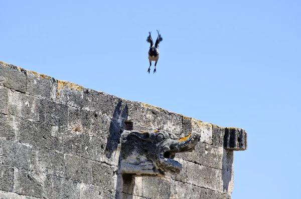 Kråka tar flyget från antika byggnad — Stockfoto