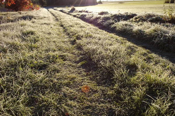 Farmland road through frosted grass in morning sunlight — Stock Photo, Image