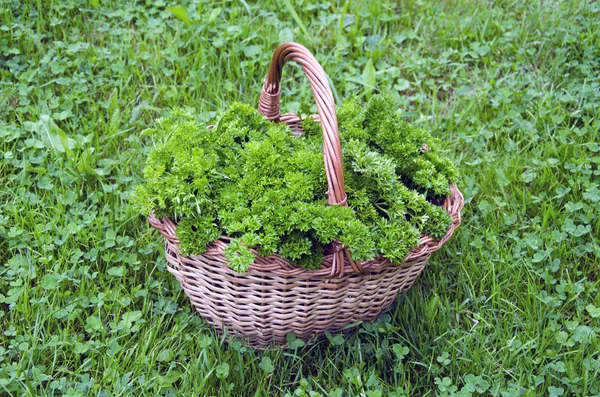 Fresh parsley in wicker basket on lawn — Stock Photo, Image