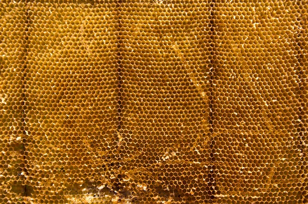 Primer plano del fondo de cera de abejas — Foto de Stock