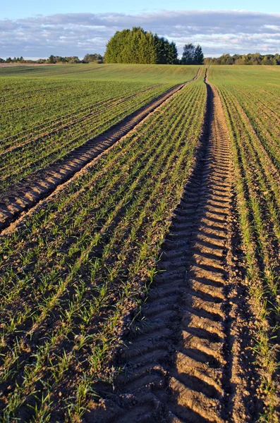 Landschaft mit Traktorspuren durch Weizenfeld im Herbst — Stockfoto