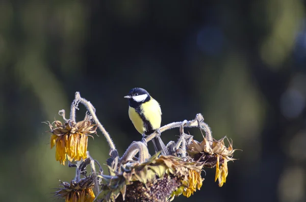 Μεγάλη tit Parus major μεγάλων κάθεται στο ηλιέλαιο στον φθινοπωρινό κήπο — Φωτογραφία Αρχείου