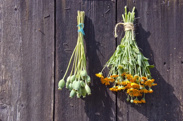 Бульбашки свіжих трав, повішені для сушіння на дерев'яній стіні Стокове Фото