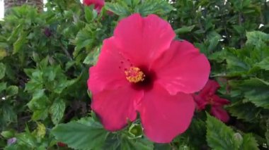 Rüzgarda sallayarak pembe hibiscus çiçek çiçek