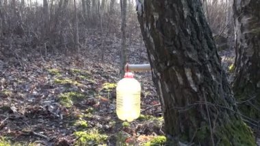 Huş ağacı sap plastik şişede damlayan