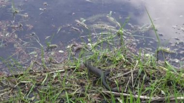 Kuzey tepeli newt Triturus cristatus gölette yumurtlamaya tarama