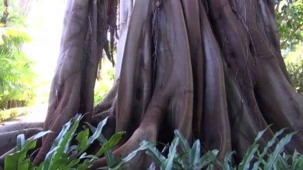 Ficus med banyan rötter växa i botaniska trädgården i Teneriffa — Stockvideo