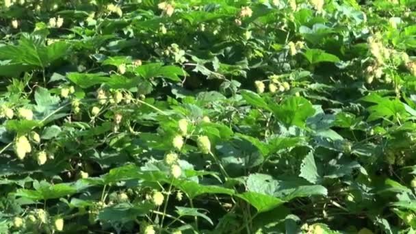 Hop groeien met bloemetjes in landelijk gebied — Stockvideo