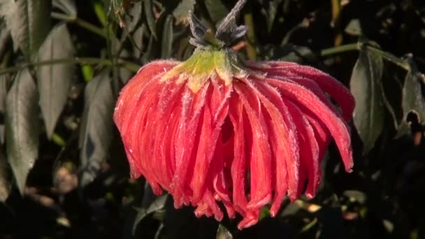 Pianta di Dahlia coperta di gelo la mattina di sole — Video Stock